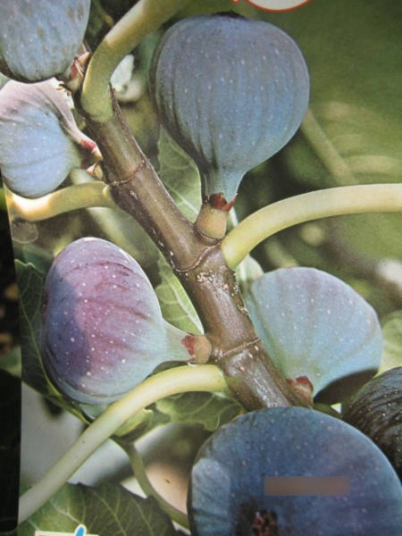 Ficus carica Dauphine - Feige carica Dauphine